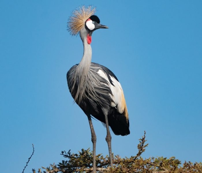 Grey Crowned Crane