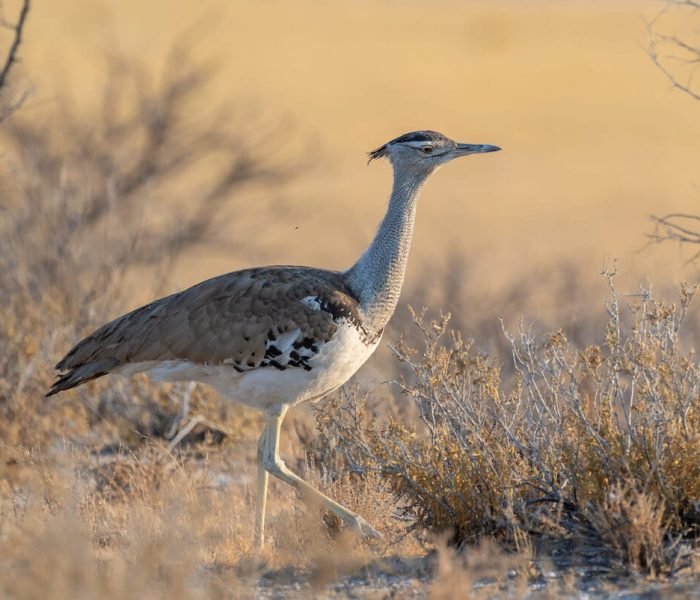 Kori Bustard