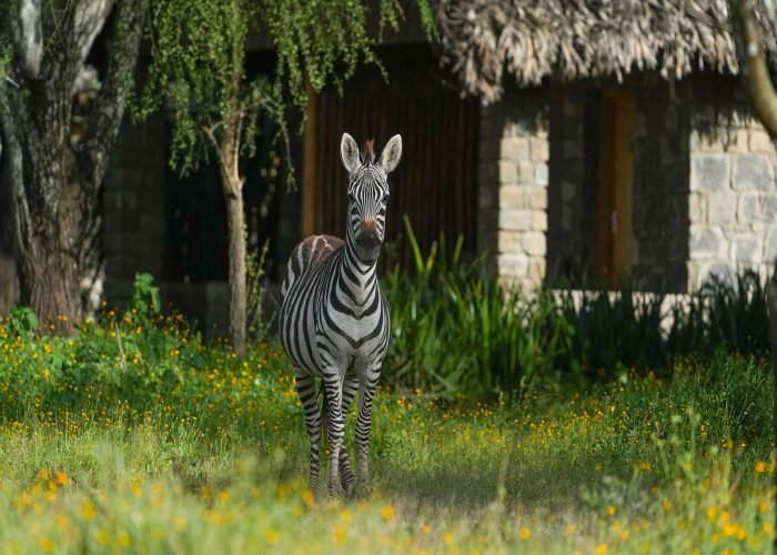 Ndutu lodge zebra