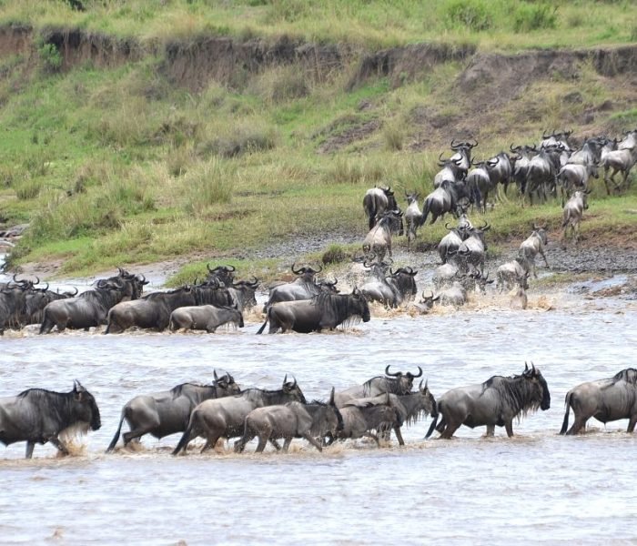 Serengeti Wildebeest Migration