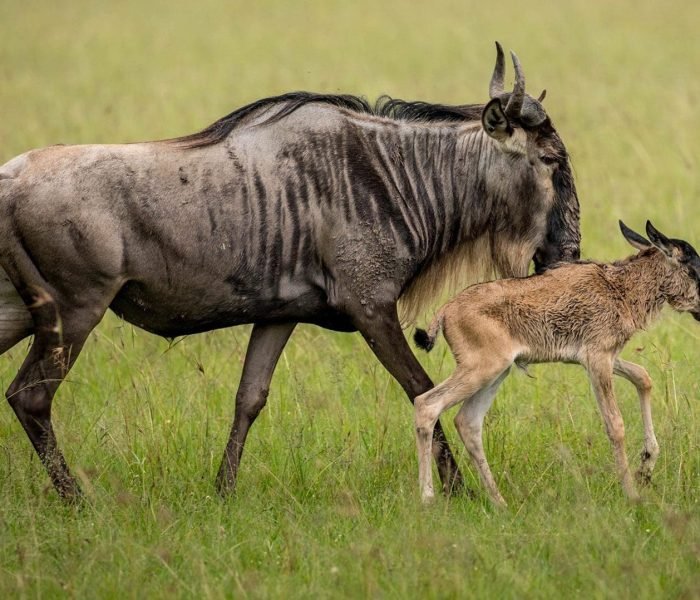 Serengeti Wildebeest Migration2