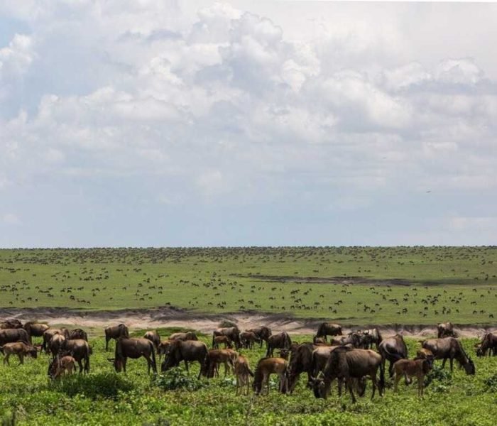 Serengeti Wildebeest Migration3