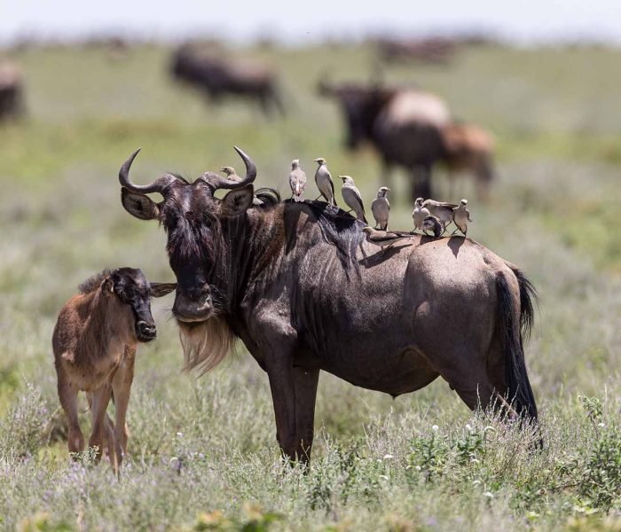 Serengeti Wildebeest Migration4