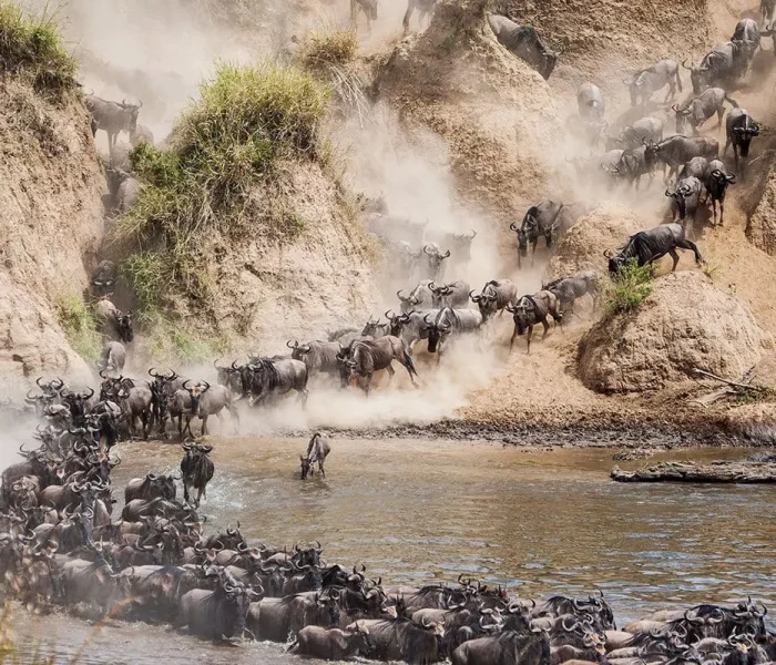 Serengeti Wildebeest Migration6